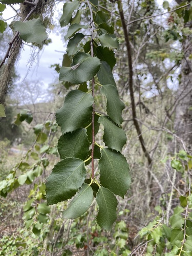 iNaturalist observation photo of hollyleaf cherry