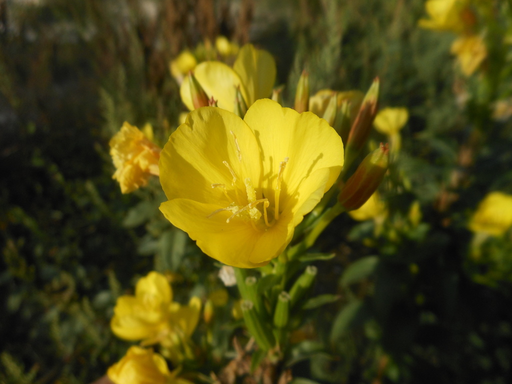 Oenothera chicaginensis