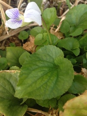Viola humilis