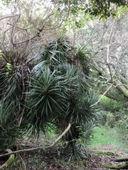 Fascicularia bicolor