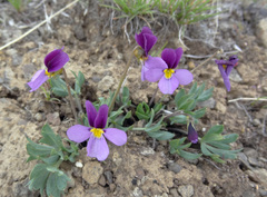 Viola trinervata