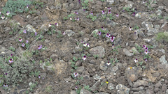 Viola trinervata