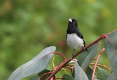 Sporophila luctuosa