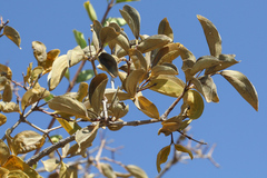 Strychnos cocculoides