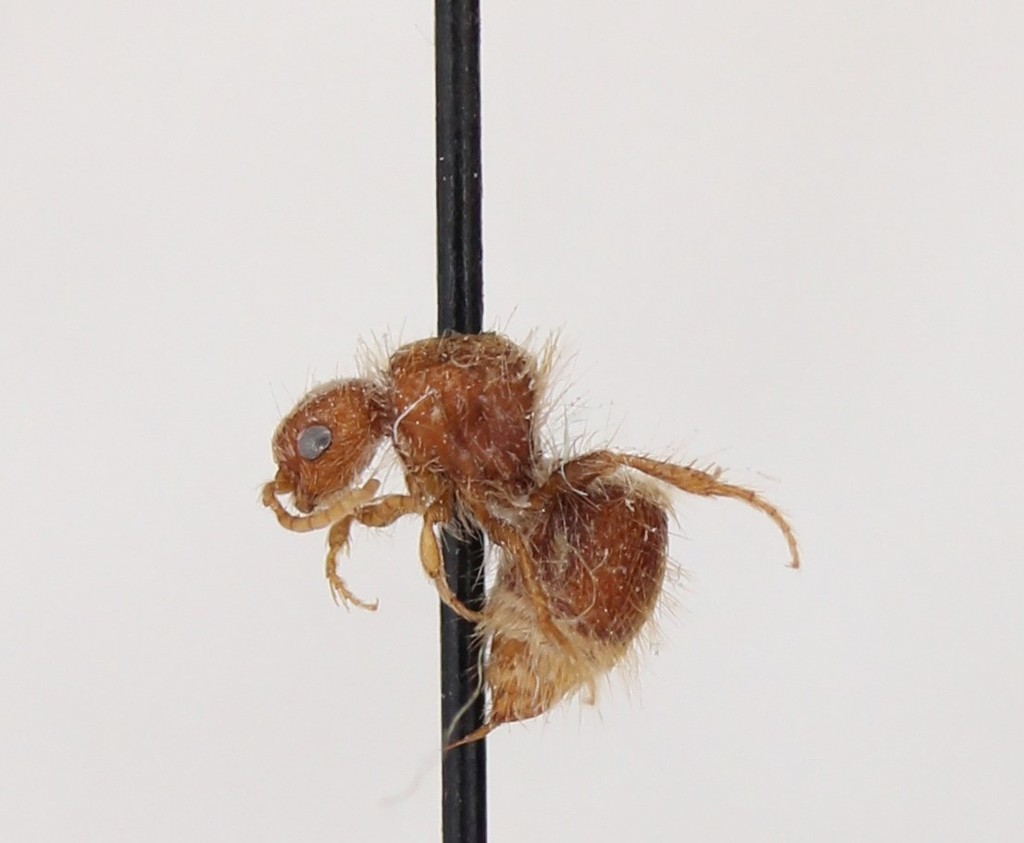 Sphaeropthalma brachyptera