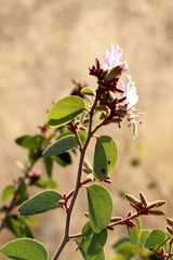 Bauhinia urbaniana