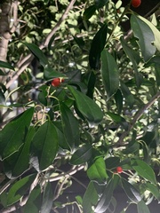 Ilex cassine image