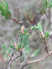 Darwinia biflora