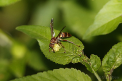 Polistes stigma townsvillensis