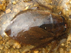 Appasus japonicus