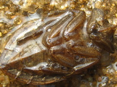 Appasus japonicus