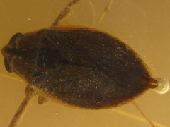 Appasus japonicus