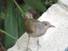 Turdus leucomelas