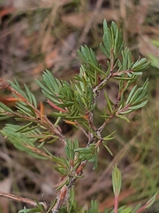 Darwinia biflora
