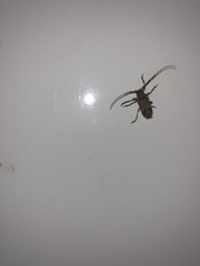 Hesychotypa subfasciata