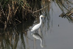 Egretta garzetta nigripes