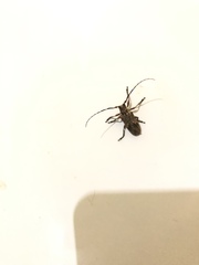 Hesychotypa subfasciata