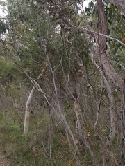 Hakea dactyloides