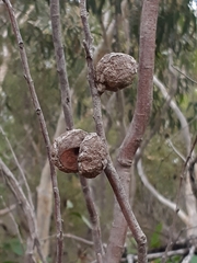 Hakea dactyloides