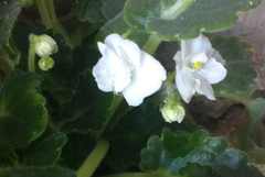 Streptocarpus ionanthus