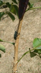 Taricanus truquii