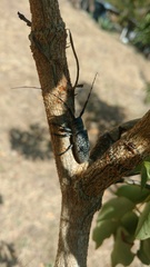 Taricanus truquii