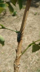 Taricanus truquii