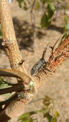 Taricanus truquii