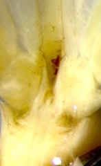 Macrobrachium australiense