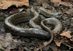 Tachymenis peruviana