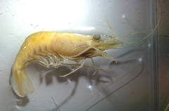 Macrobrachium australiense