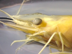 Macrobrachium australiense