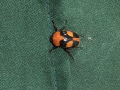 Cyclocephala gregaria