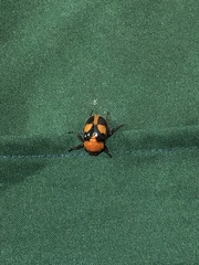 Cyclocephala gregaria