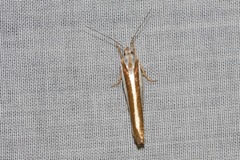 Catoryctis subparallela