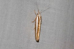 Catoryctis subparallela