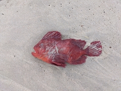 Gnathanacanthus goetzeei