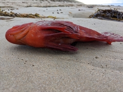 Gnathanacanthus goetzeei