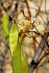 Bauhinia urbaniana