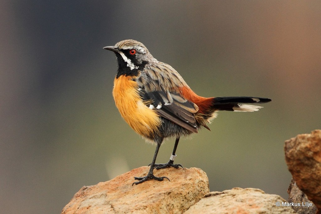Drakensberg Rockjumper (Chaetops aurantius) photo