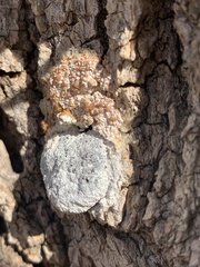 Fuligo septica candida