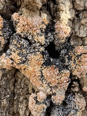 Fuligo septica candida