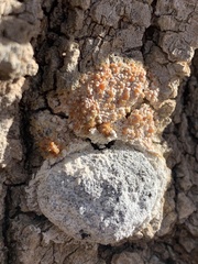 Fuligo septica candida