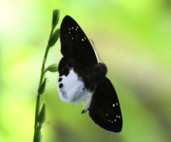 Tagiades calligana