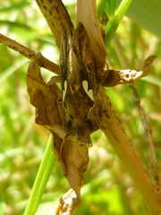Megalographa biloba
