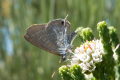 Theclinesthes miskini