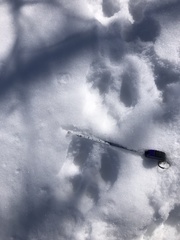 Sylvilagus floridanus