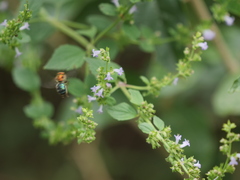 Augochloropsis tupacamaru