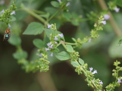 Augochloropsis tupacamaru