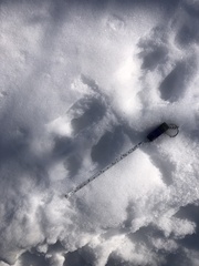 Sylvilagus floridanus